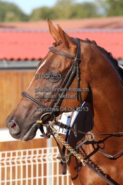 ET0Q0253 prot